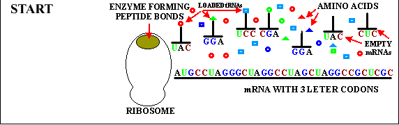 ribosomale Translationsfabrik