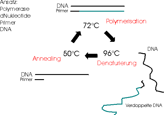 PCR-Modell